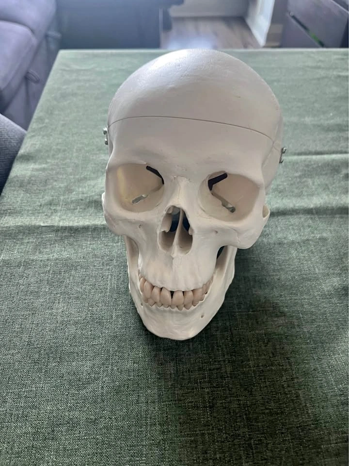 ISO medical model Skulls and Pelvis