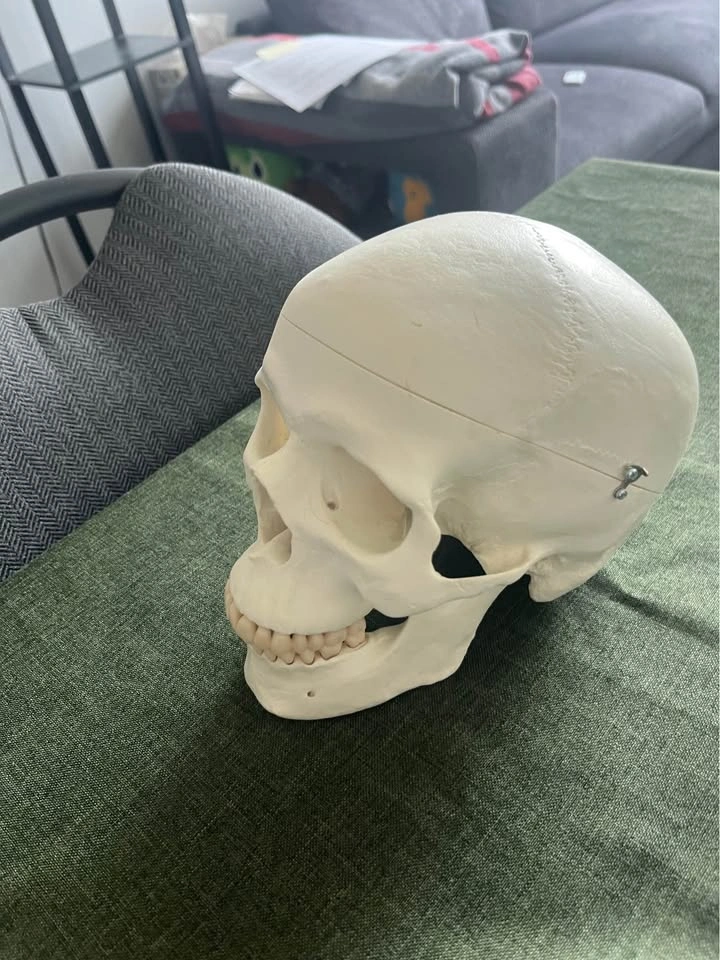 ISO medical model Skulls and Pelvis - photo 2