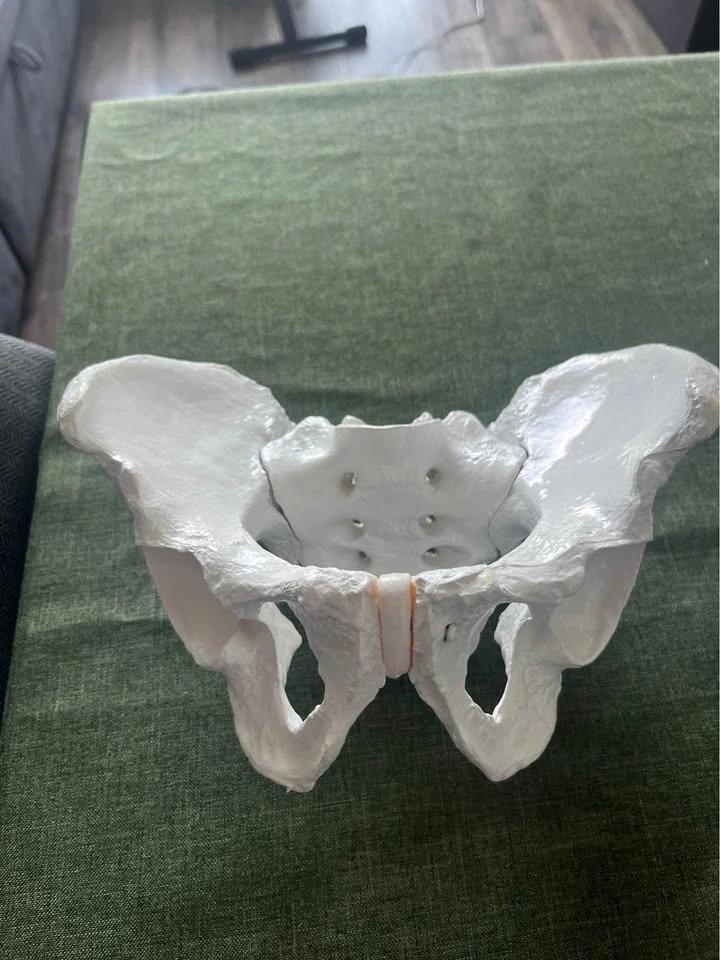 ISO medical model Skulls and Pelvis - photo 3