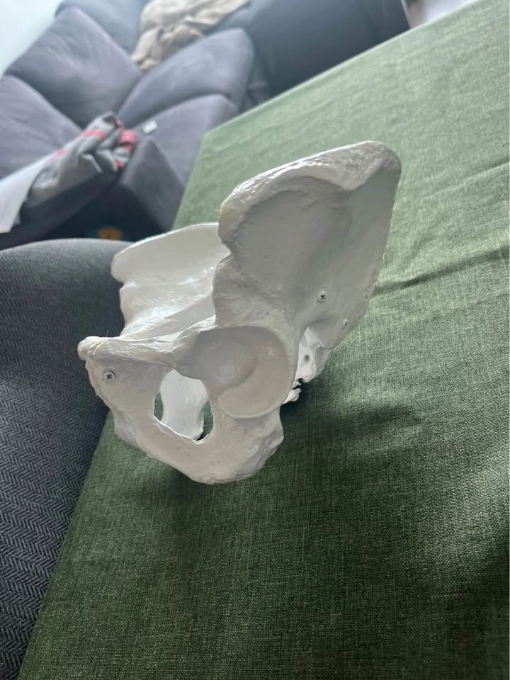 ISO medical model Skulls and Pelvis - photo 4