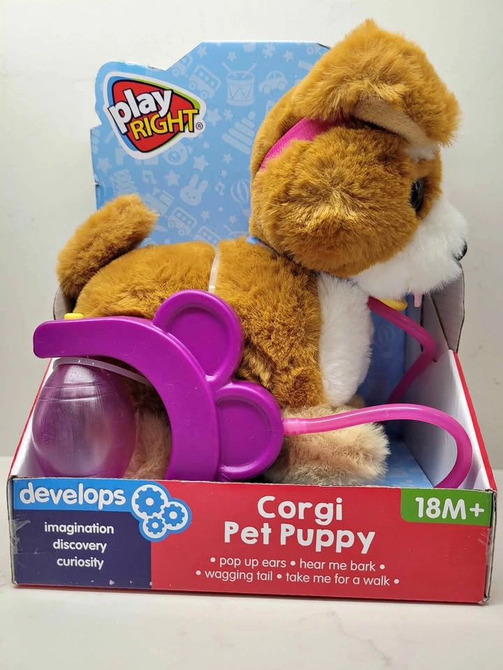 Corgi Pet Puppy