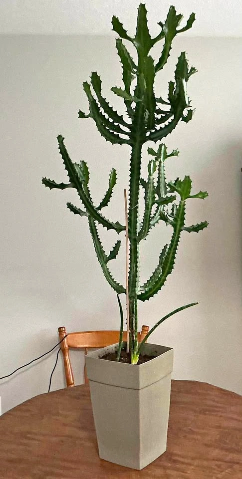 Candelabra Cactus (Euphorbia Lactea)