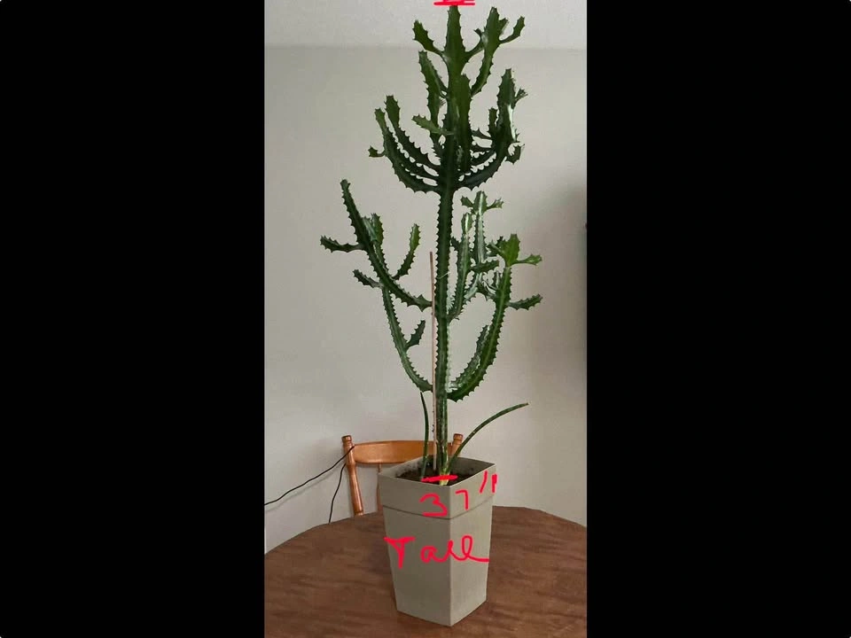 Candelabra Cactus (Euphorbia Lactea) - photo 2