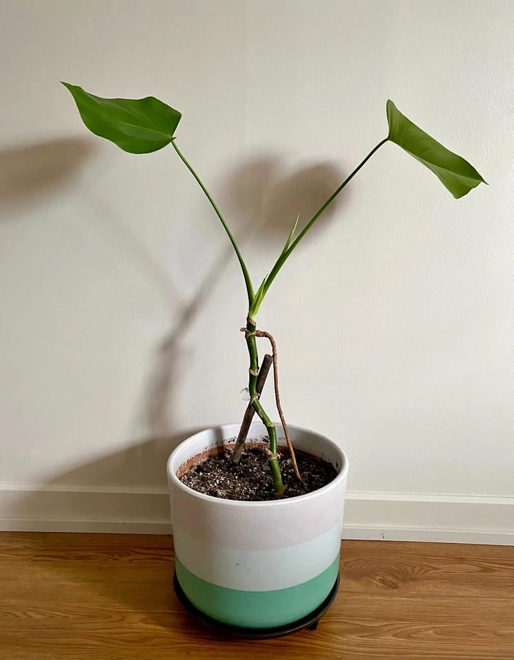 Monstera plant with pot