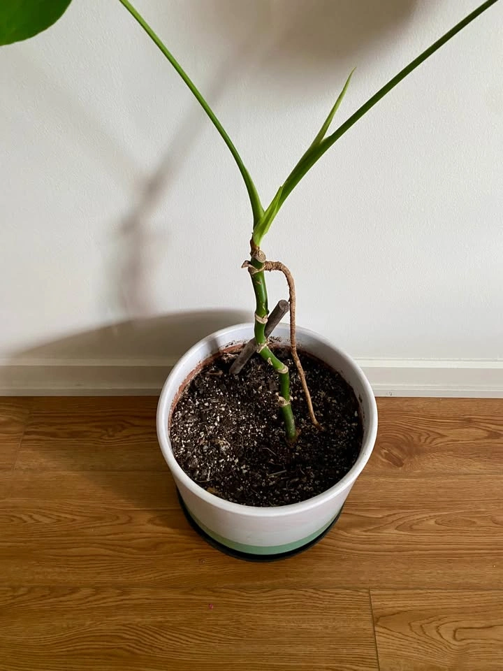 Monstera plant with pot - photo 2