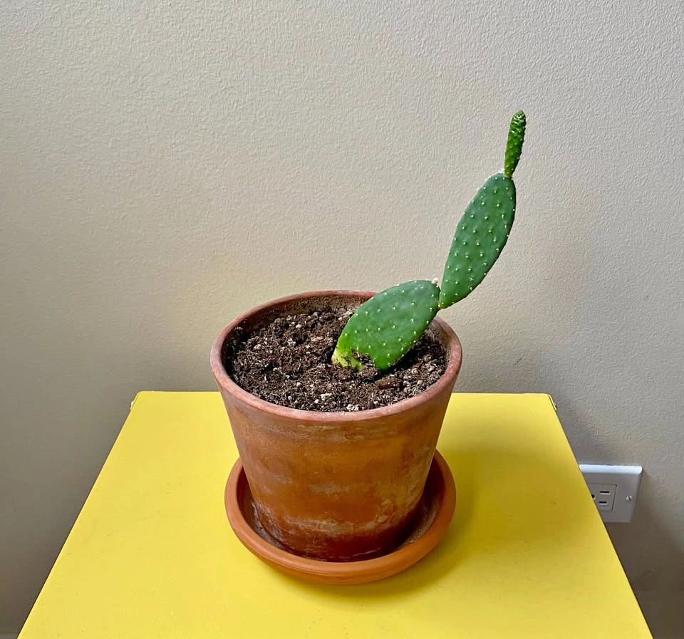 Cactus and pot