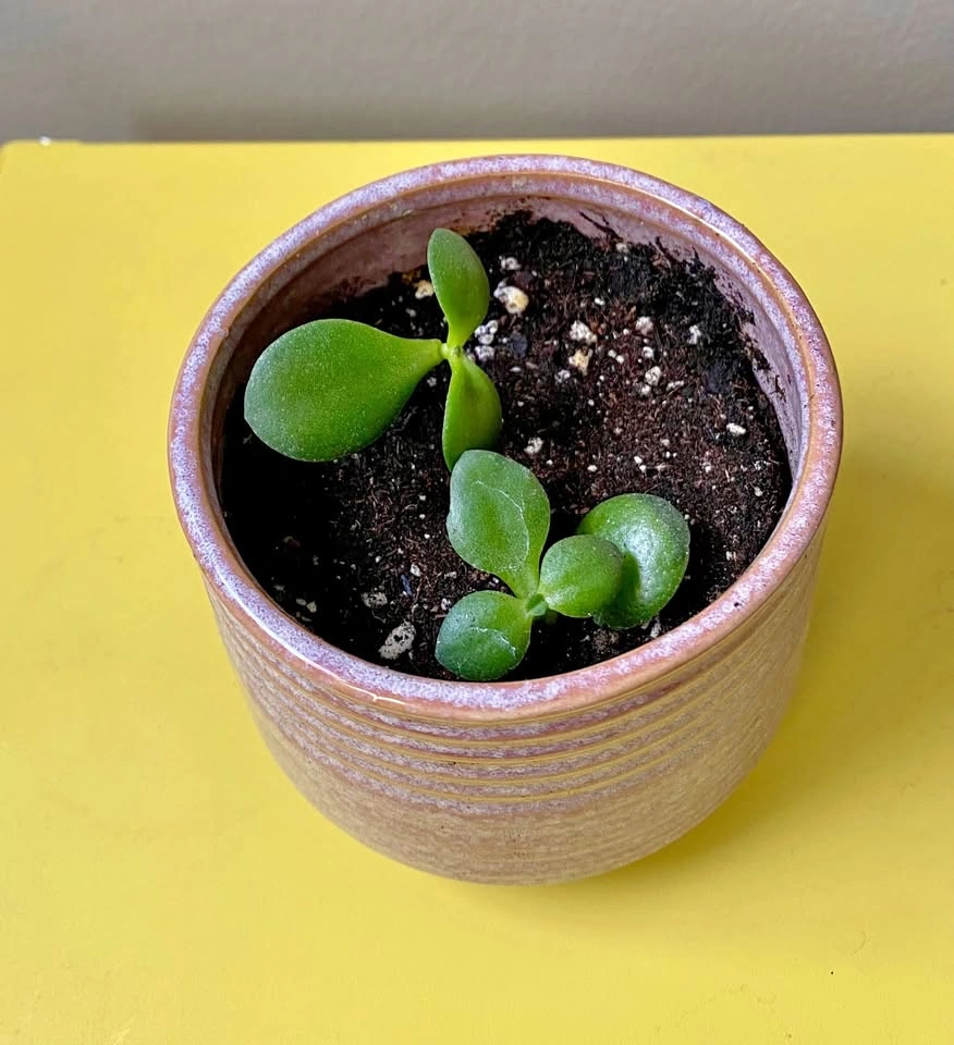 Jade plant and pot