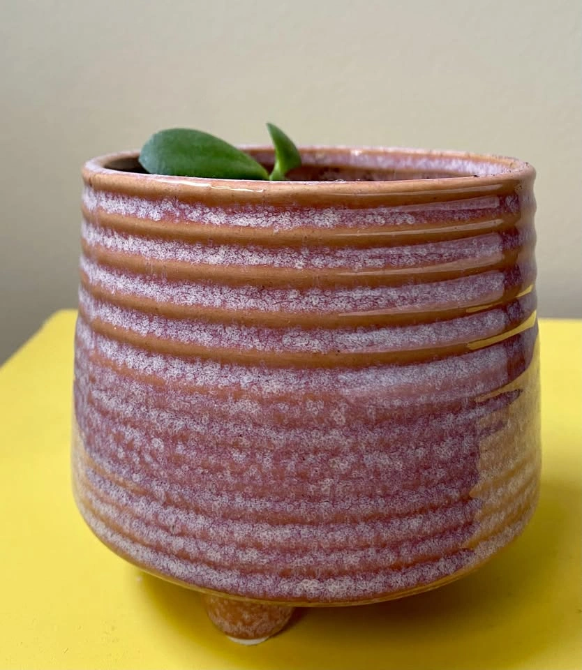 Jade plant and pot - photo 2