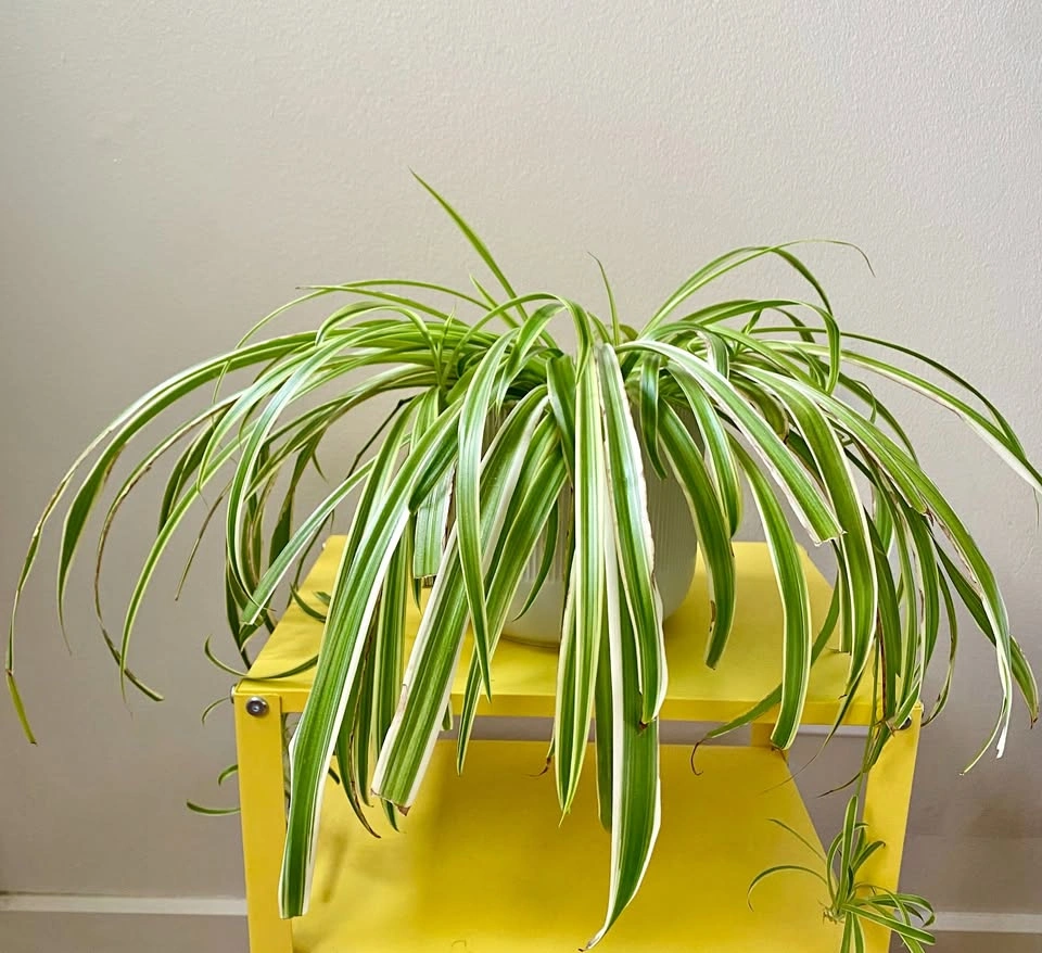 Spider plant with pot