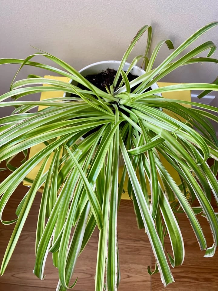 Spider plant with pot - photo 2