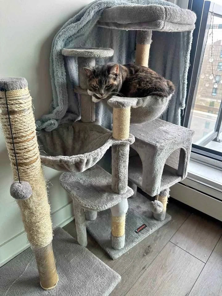 Cat tree, cat scratcher and cat window bed