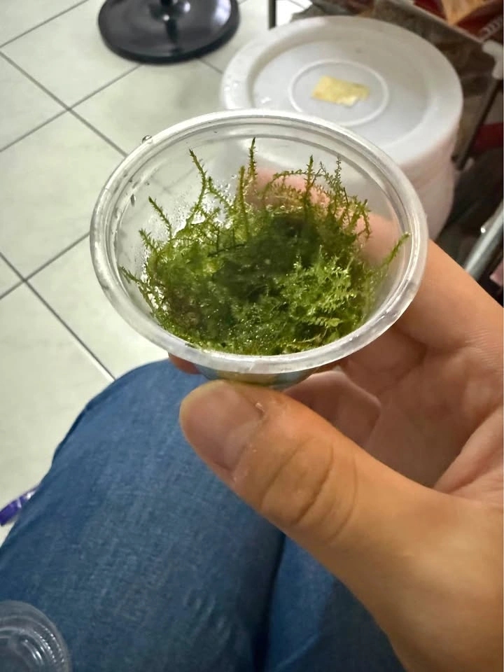 Taiwan moss cup for sale or trade