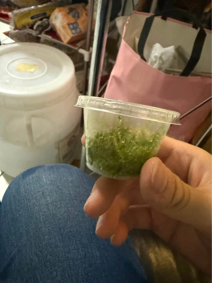 Taiwan moss cup for sale or trade - photo 2