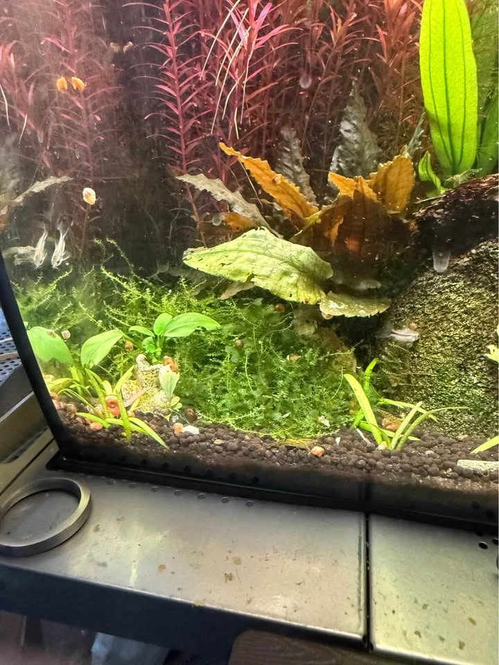Taiwan moss cup for sale or trade - photo 3