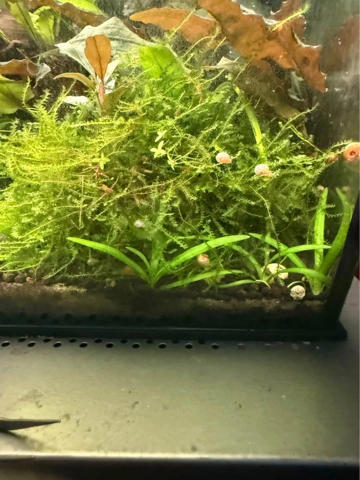 Taiwan moss cup for sale or trade - photo 4