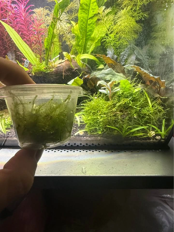 Taiwan moss cup for sale or trade - photo 5