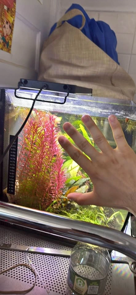 Rotala super red aquatic plant cuttings for sale and trade