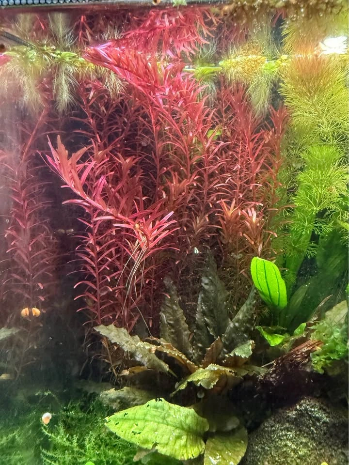 Rotala super red aquatic plant cuttings for sale and trade - photo 2
