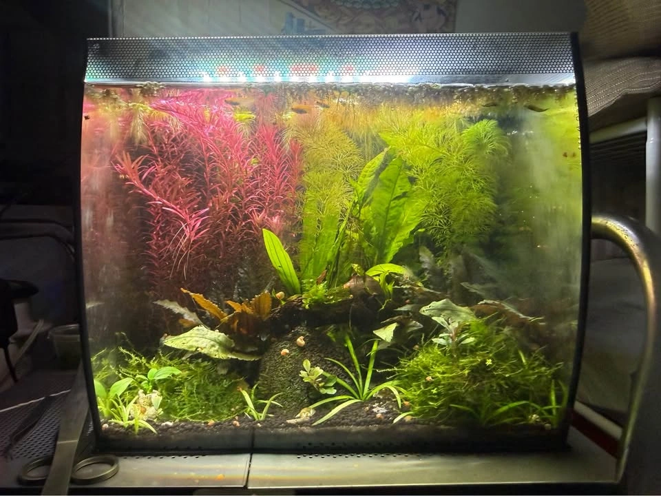 Rotala super red aquatic plant cuttings for sale and trade - photo 3