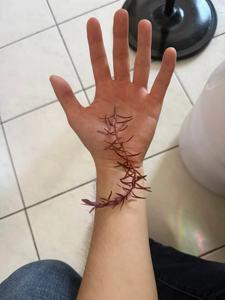 Rotala super red aquatic plant cuttings for sale and trade - photo 4