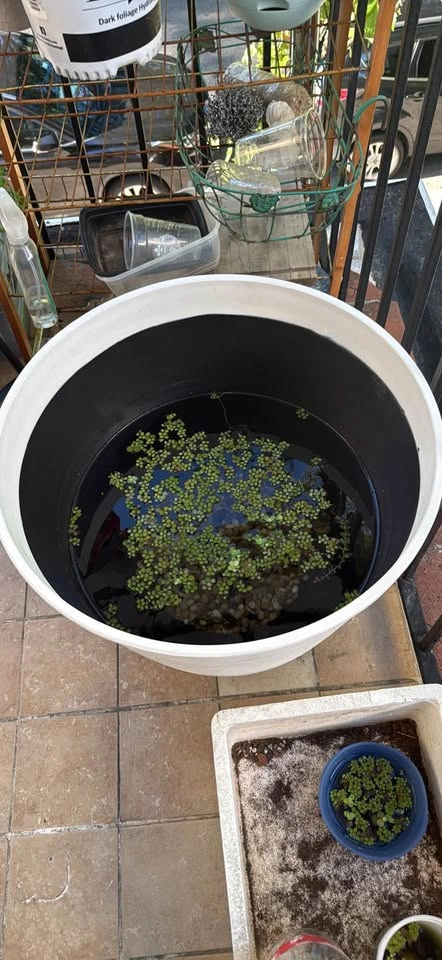 Salvinia minima floating aquatic Plants - photo 2