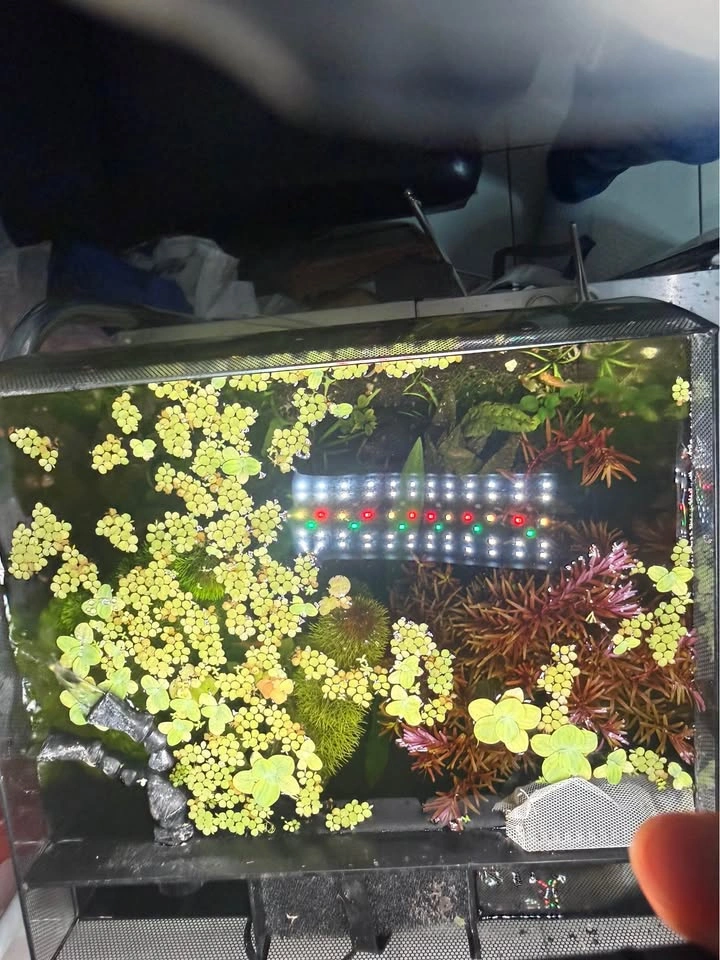 Salvinia minima floating aquatic Plants - photo 3