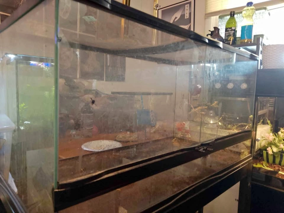 40 gallon reptizoo front open terrarium