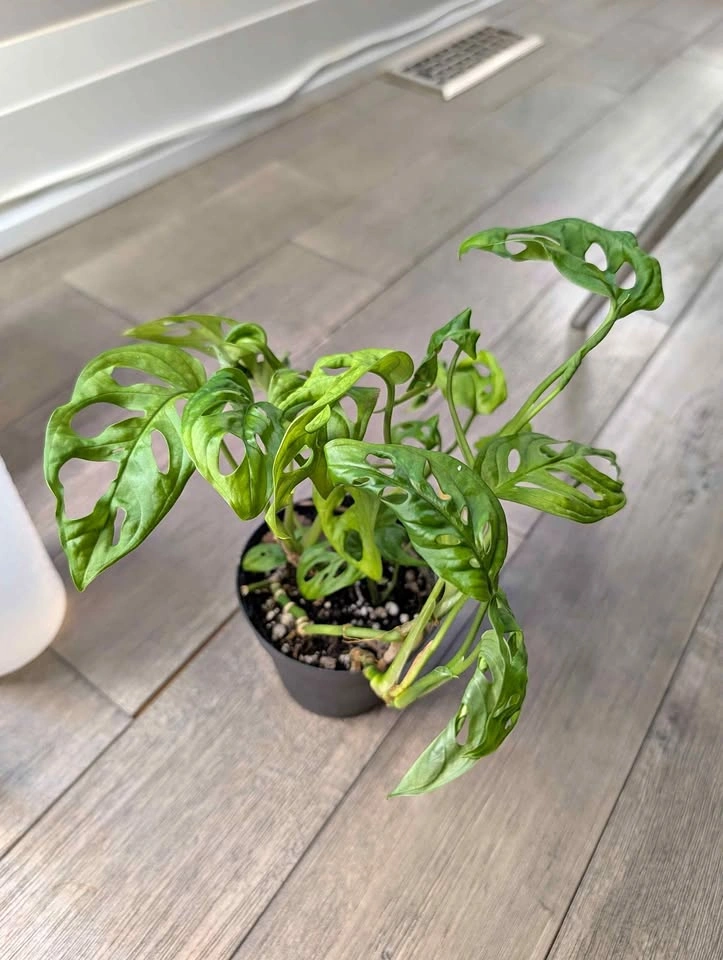 Monstera Adansonii (Swiss Cheese Plant)