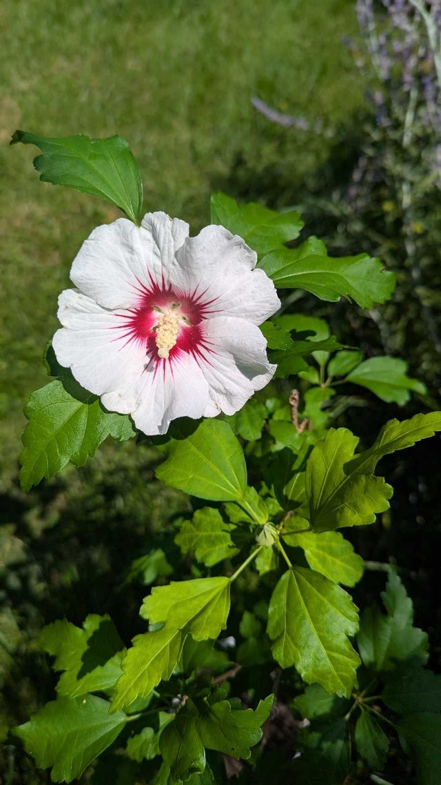 White/ Red center Rose of Sharon 2 feet tall