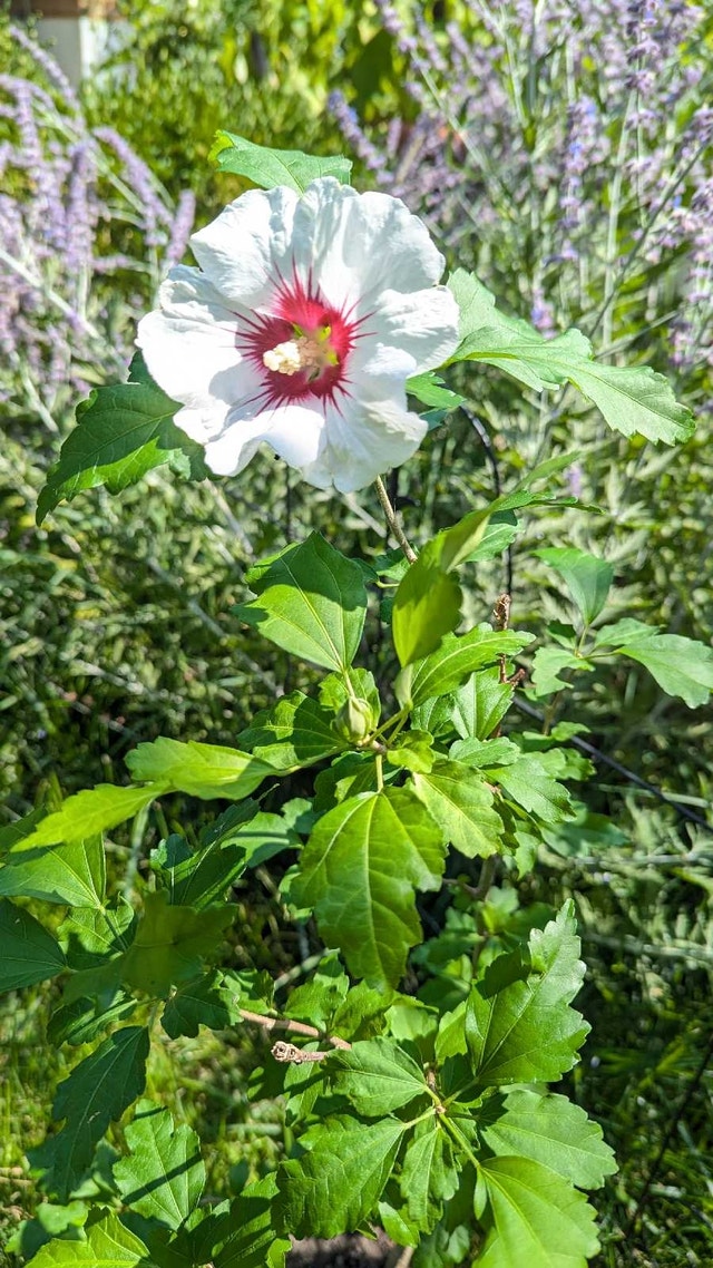 White/ Red center Rose of Sharon 2 feet tall - photo 2