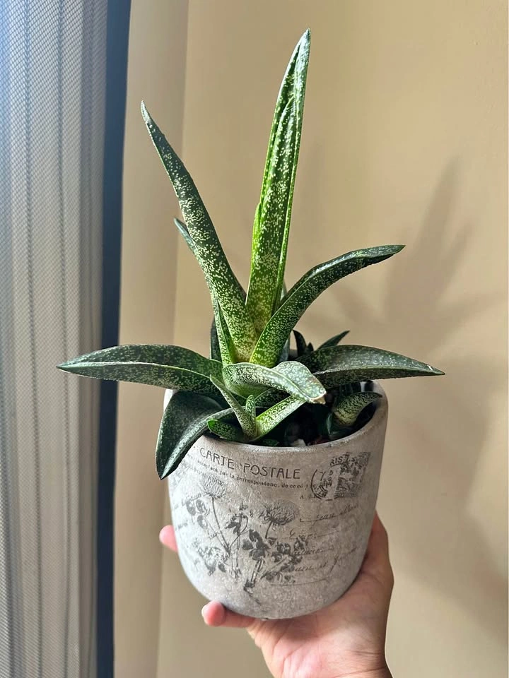 🪴 Indoor Plants in Stone Pots