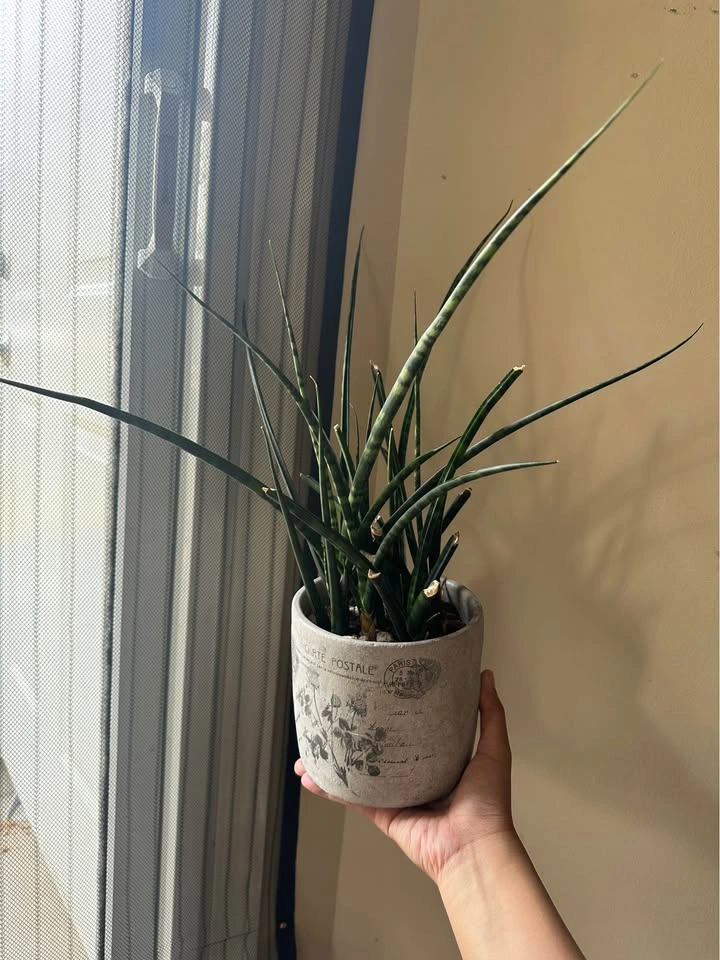 🪴 Indoor Plants in Stone Pots - photo 2