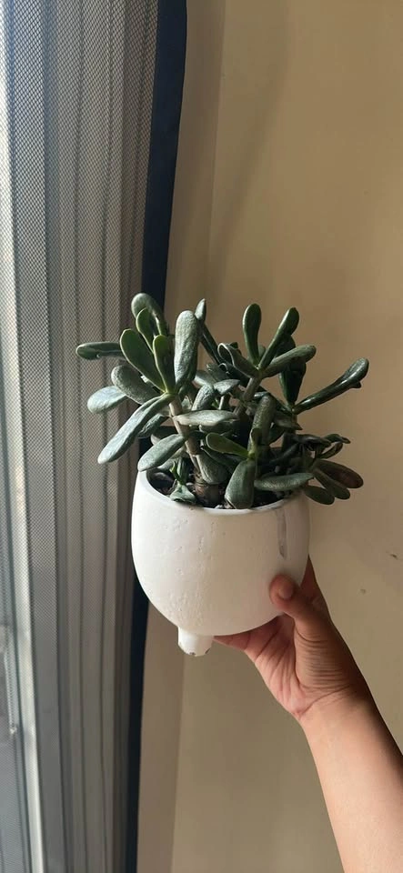 🪴 Indoor Plants in Stone Pots - photo 3