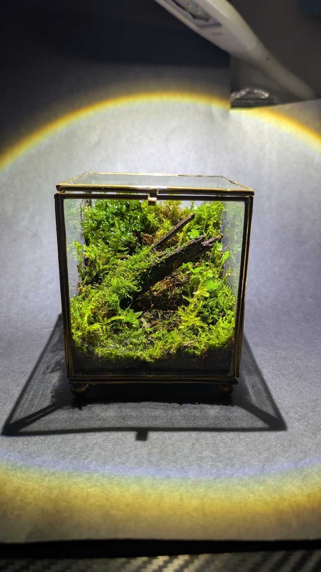 Desktop moss cube terrarium
