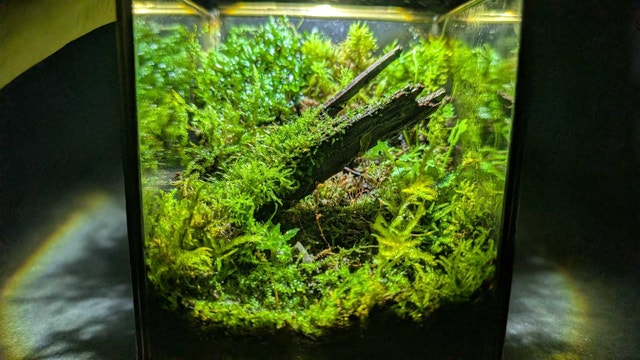 Desktop moss cube terrarium - photo 2