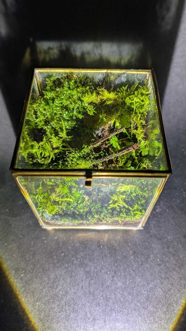 Desktop moss cube terrarium - photo 3