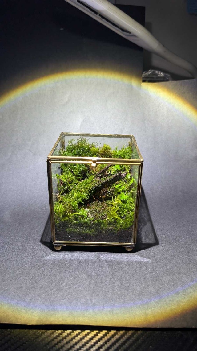 Desktop moss cube terrarium - photo 4