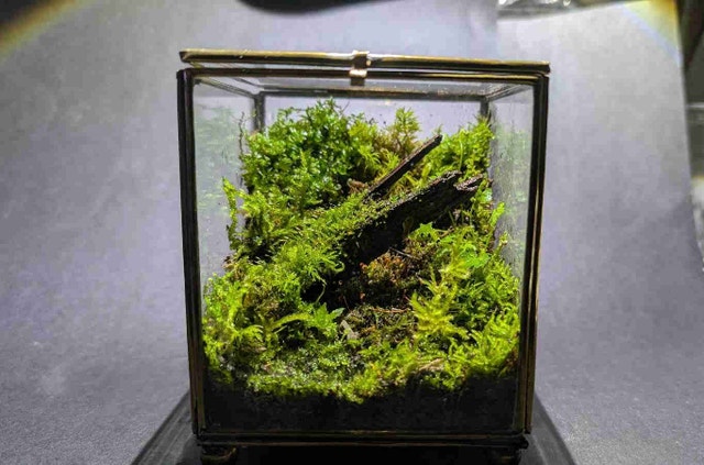 Desktop moss cube terrarium - photo 5