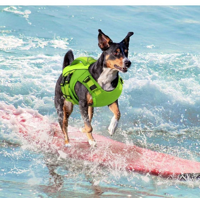 Queenmore Dog Life Jacket - photo 4