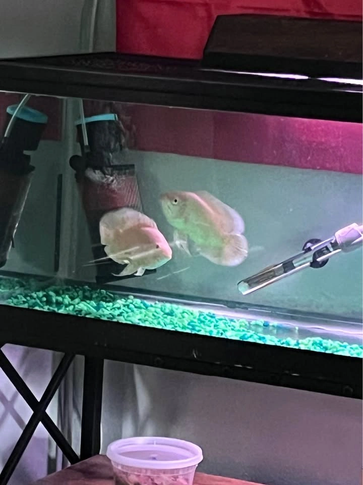 20 Gallon Long Tank bundle - photo 2