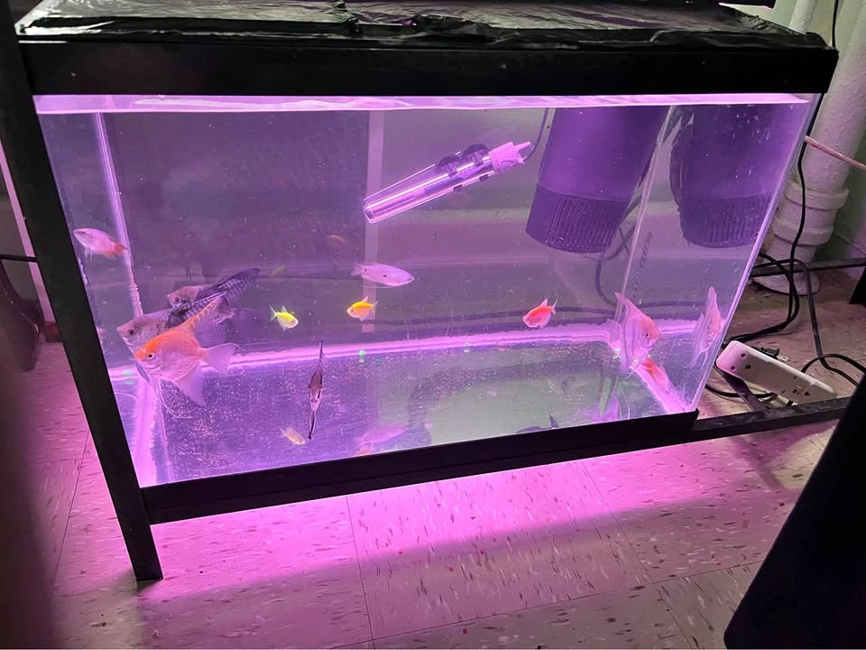 20 Gallon Tank Bundle