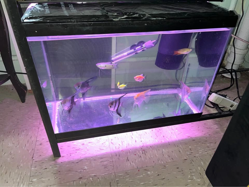 20 Gallon Tank Bundle - photo 2
