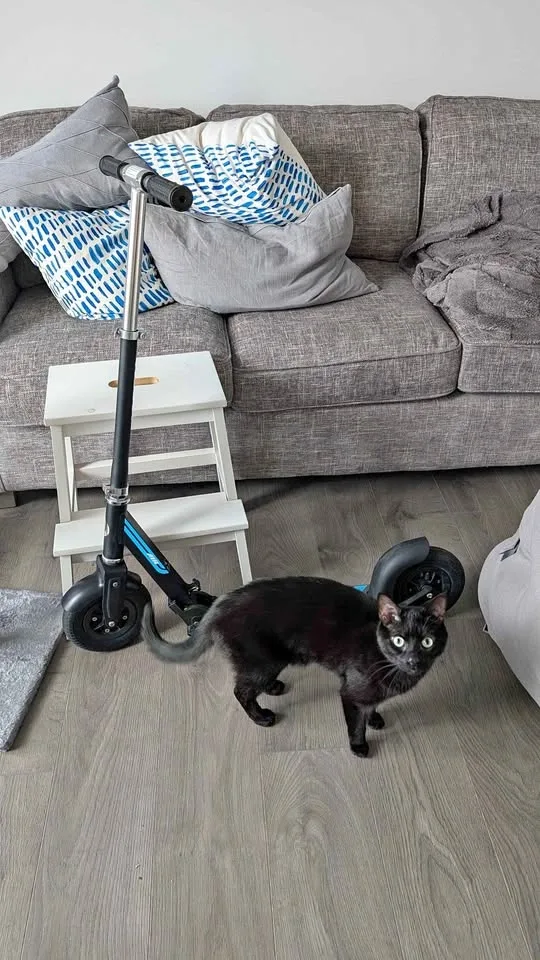 [HOLD] Razor A5 Air Kick Scooter for Adults: Big Wheels!