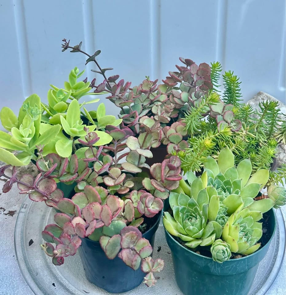 Beautiful Cold-Hardy Succulent Plants