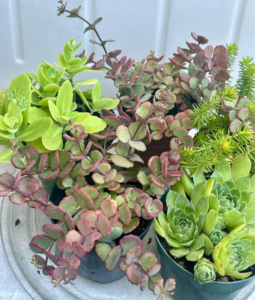 Beautiful Cold-Hardy Succulent Plants - photo 2