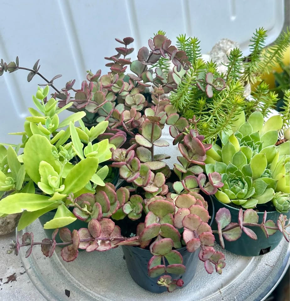 Beautiful Cold-Hardy Succulent Plants - photo 3