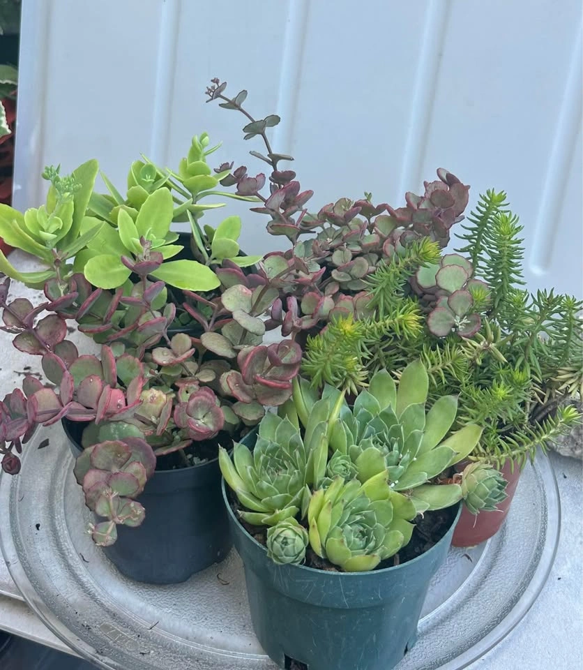 Beautiful Cold-Hardy Succulent Plants - photo 4