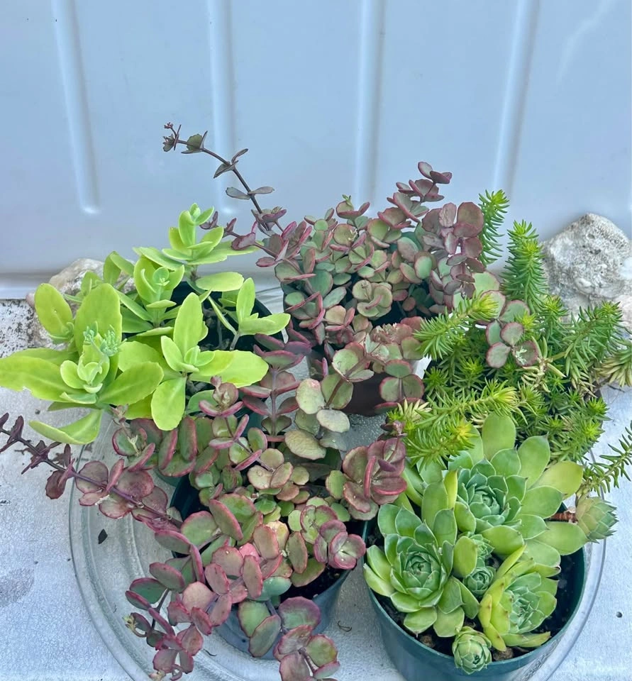 Beautiful Cold-Hardy Succulent Plants - photo 5