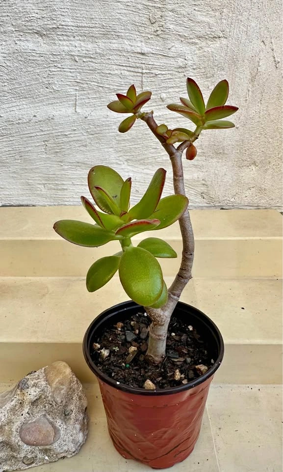 Jade Money Plant (Crassula Ovata)