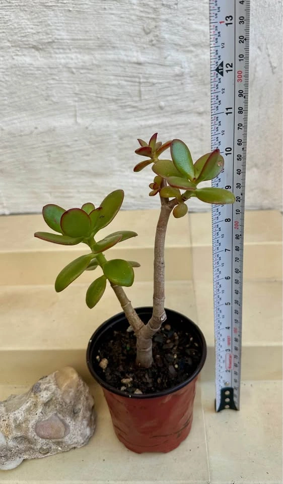 Jade Money Plant (Crassula Ovata) - photo 2
